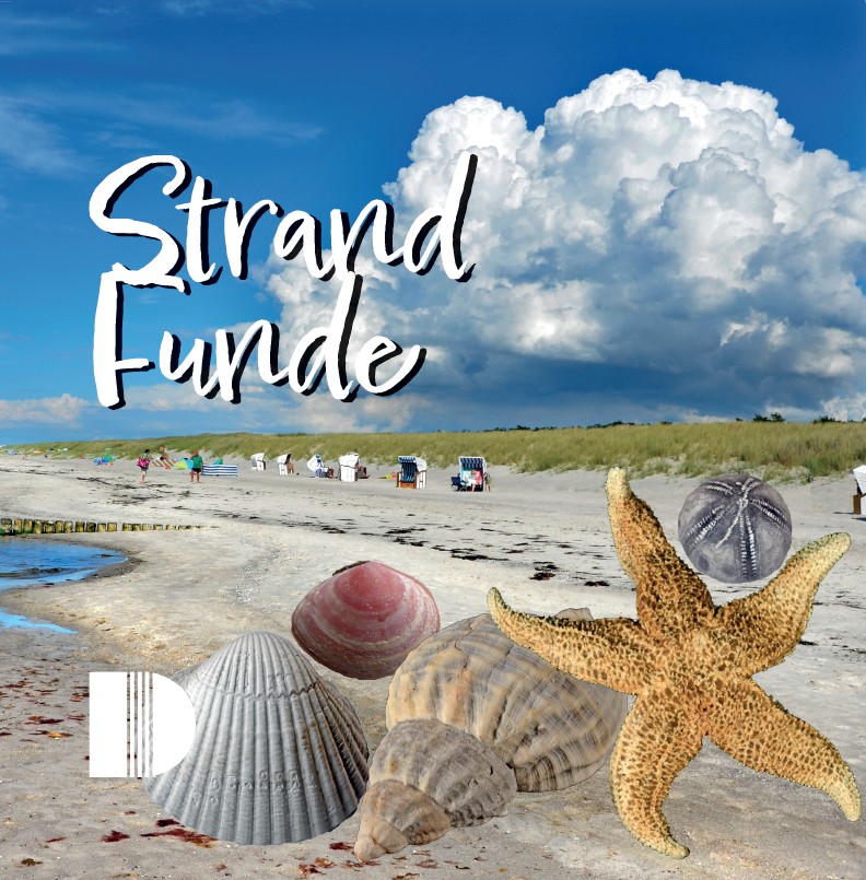 Logo:Strandfunde am Ostseestrand