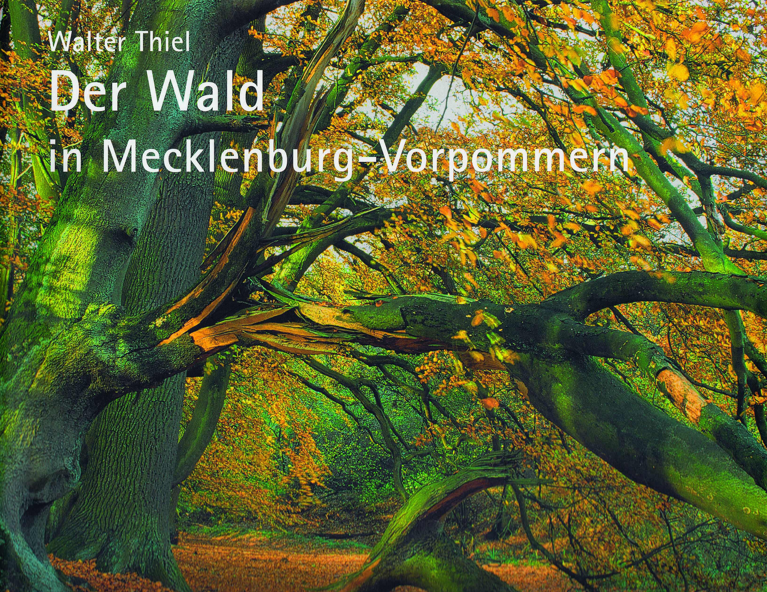Der Wald in Mecklenburg-Vorpommern
