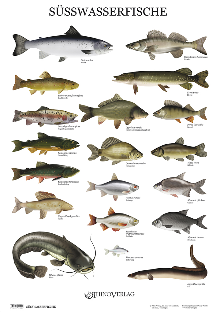 Plakat Süßwasserfische + Folienschlauch (Rhino)