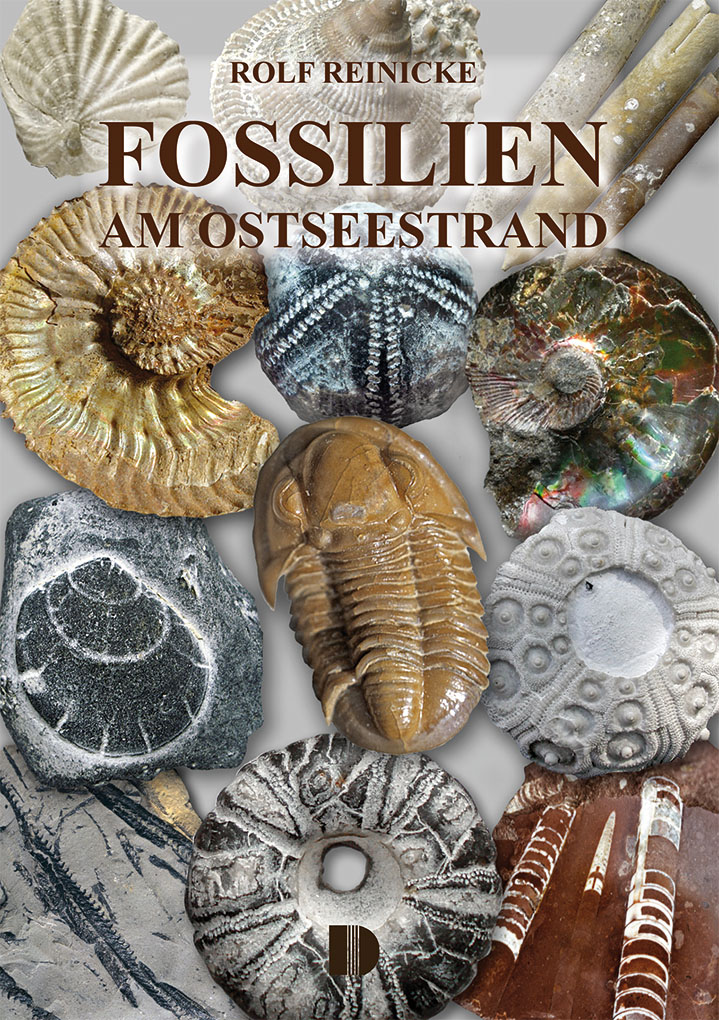 Fossilien am Ostseestrand